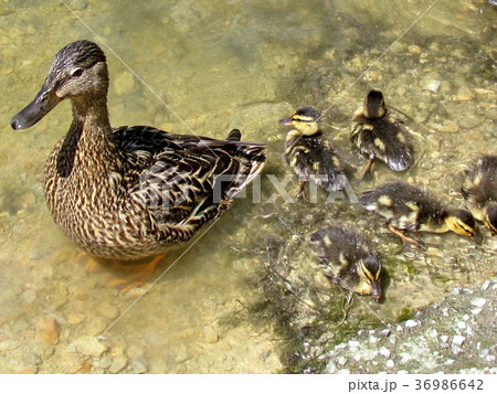 Toronto High Park duck and ducklings 2017 Toronto High Park duck and ducklings 2017 36986642