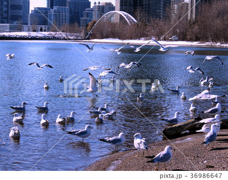 Toronto Lake the flock of gulls 2017 Toronto Lake the flock of gulls 2017 36986647