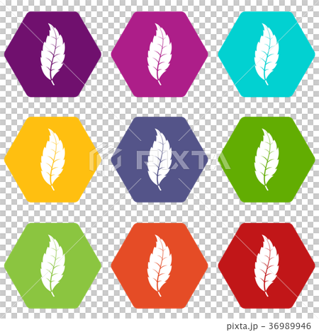 Narrow toothed leaf icon set color hexahedron Narrow toothed leaf icon set color hexahedron 36989946