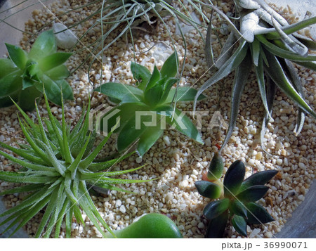 エアープランツ・多肉植物 36990071