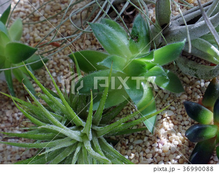 エアープランツ・多肉植物 36990088