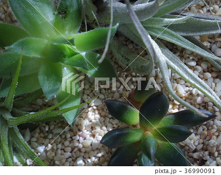 エアープランツ 多肉植物の写真素材