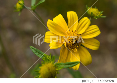 グランドティートン国立公園の夏の草花 36990920