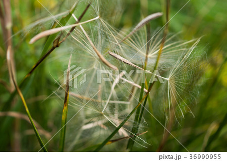 グランドティートン国立公園の夏の草花 グランドティートン国立公園の夏の草花 36990955