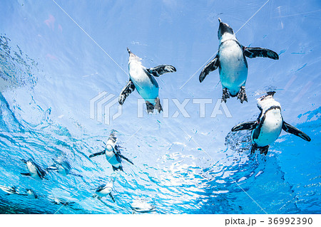 サンシャイン水族館の天空のペンギンの写真素材