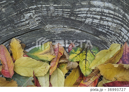 autumn template with leaves on wooden background 36993727