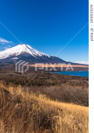 《山梨県》富士山・山中湖パノラマ台より一望 36993926