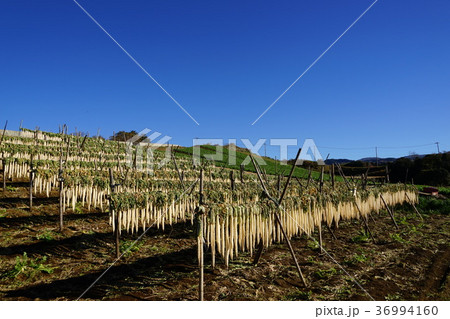 12月　三島63箱根西麓の大根干し 36994160