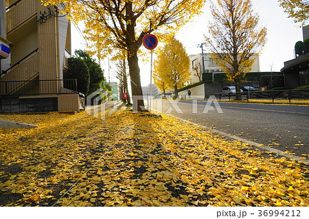 12月　川崎41ｲﾁｮｳ並木黄葉と落葉・栗平駅前 36994212