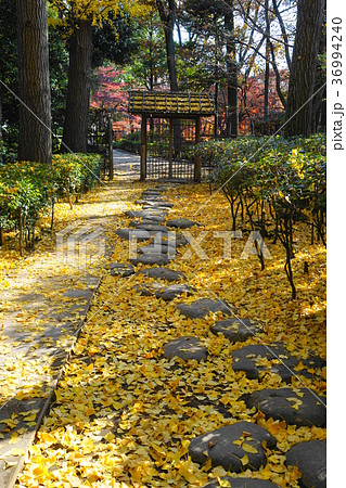 12月 荻窪07イチョウ並木の黄葉・大田黒公園 12月 荻窪07イチョウ並木の黄葉・大田黒公園 36994240
