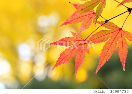 紅葉 紅葉 36994759