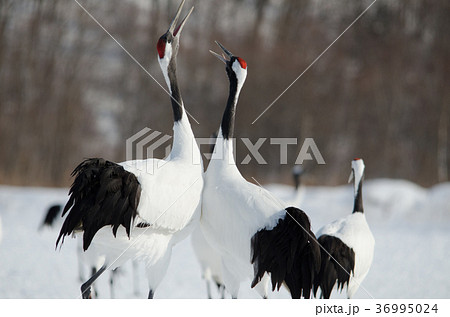 タンチョウ　鳴き合い 36995024