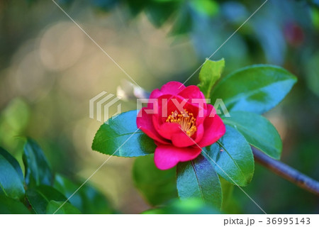 さざんかの花　咲き誇る 36995143