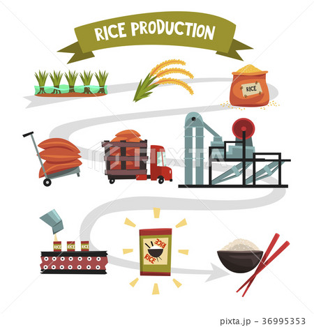 Infographic template of rice production from Infographic template of rice production from 36995353