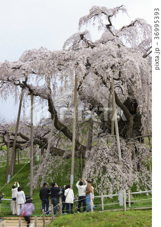 樹齢推定1000年超,日本三大桜に数えられ初めて国の天然記念物に指定された名木「三春滝桜」迫力大木桜 36995393