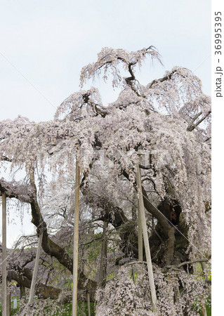 樹齢推定1000年超,日本三大桜に数えられ初めて国の天然記念物に指定された名木「三春滝桜」迫力大木桜 36995395