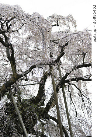 樹齢推定1000年超,日本三大桜に数えられ初めて国の天然記念物に指定された名木「三春滝桜」迫力大木桜 36995402