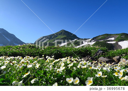 立山黒部アルペンルート　室堂　山と花 36995678