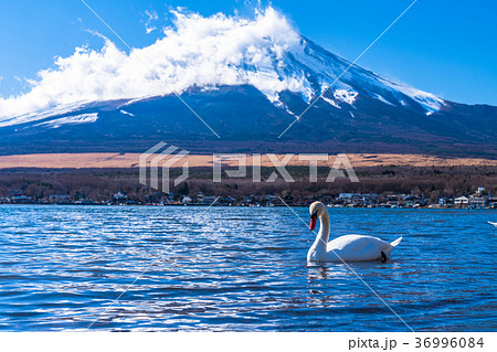 《山梨県》富士山・山中湖と白鳥 《山梨県》富士山・山中湖と白鳥 36996084