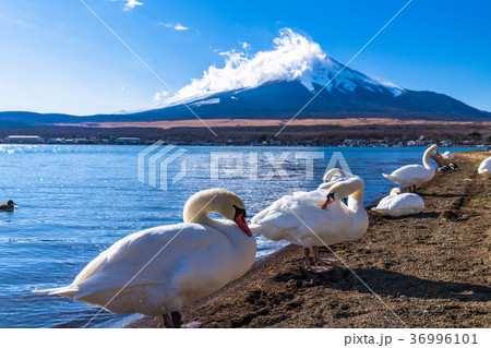 《山梨県》富士山・山中湖と白鳥 36996101