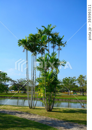 Close up royal palm tree in garden Close up royal palm tree in garden 36996311