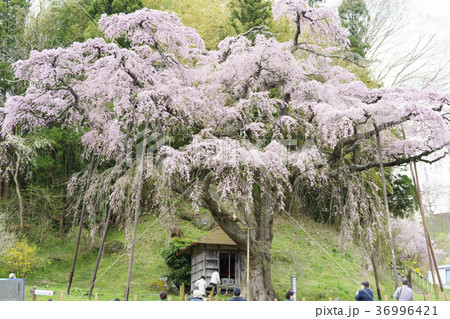 三春滝桜の娘といわれる紅枝垂地蔵ザクラ郡山市指定天然記念物樹齢400年 三春滝桜の娘といわれる紅枝垂地蔵ザクラ郡山市指定天然記念物樹齢400年 36996421