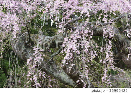 三春滝桜の娘といわれる紅枝垂地蔵ザクラ郡山市指定天然記念物樹齢400年 三春滝桜の娘といわれる紅枝垂地蔵ザクラ郡山市指定天然記念物樹齢400年 36996425