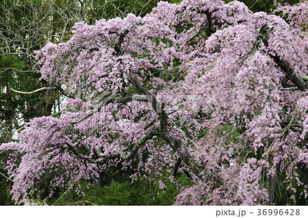 三春滝桜の娘といわれる紅枝垂地蔵ザクラ郡山市指定天然記念物樹齢400年 三春滝桜の娘といわれる紅枝垂地蔵ザクラ郡山市指定天然記念物樹齢400年 36996428
