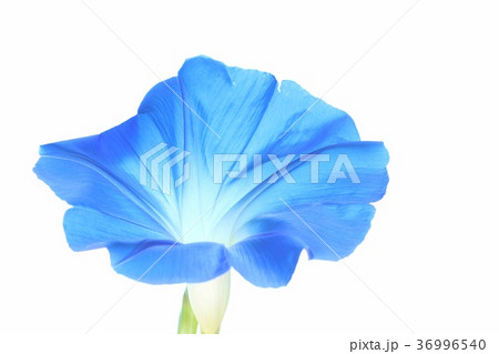 アサガオ　青花　白背景 36996540