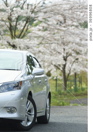 満開の桜とシルバー色の車 満開の桜とシルバー色の車 36996808