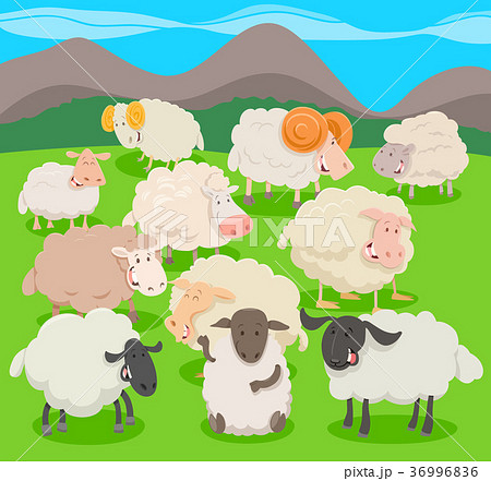 flock of sheep characters cartoon illustration 36996836