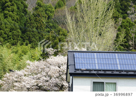 満開の桜と直射日光を浴びる太陽光パネル発電システム屋根設置ECOエネルギー電力自由化イメージ 36996897