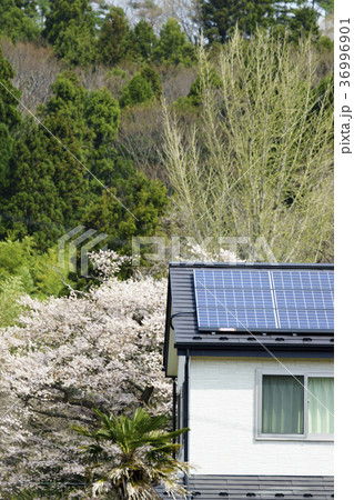 満開の桜と直射日光を浴びる太陽光パネル発電システム屋根設置ECOエネルギー電力自由化イメージ 36996901