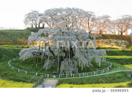 樹齢1000年超,日本三大桜に数えられ初めて国の天然記念物に指定された名木「三春滝桜」ライトアップ 36996995