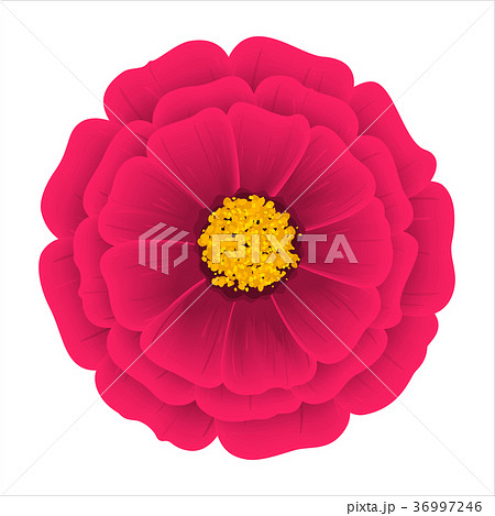 Flower Dahlia Isolated on a White Background Flower Dahlia Isolated on a White Background 36997246
