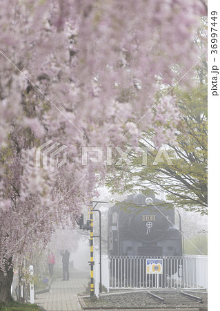 霧に覆われた日中線記念自転車歩行者道の幻想的な桜並木約3kmの遊歩道に1000本のしだれ桜が咲き誇る 霧に覆われた日中線記念自転車歩行者道の幻想的な桜並木約3kmの遊歩道に1000本のしだれ桜が咲き誇る 36997449