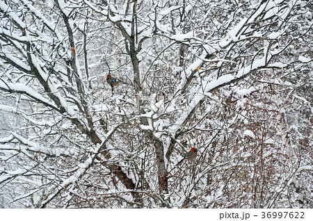 Two birds sitting on the branches of the shrub. Two birds sitting on the branches of the shrub. 36997622