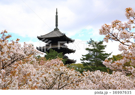 御室桜と五重塔 36997635