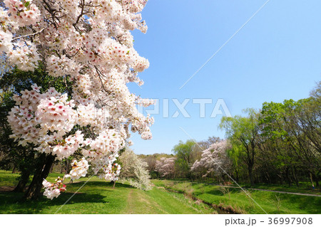 桜の花 桜の花 36997908