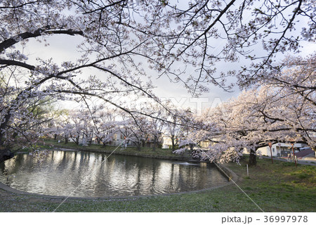 福島県郡山市民の憩いの場穴場人気スポット香久池公園。満開の桜と美しい鏡桜 福島県郡山市民の憩いの場穴場人気スポット香久池公園。満開の桜と美しい鏡桜 36997978
