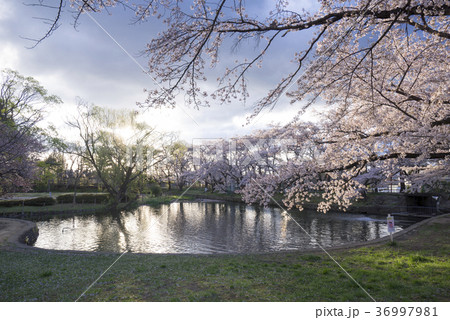福島県郡山市民の憩いの場穴場人気スポット香久池公園。満開の桜と美しい鏡桜 36997981