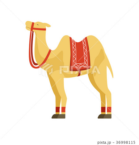 Camel whit saddle and cover on the back, desert 36998115