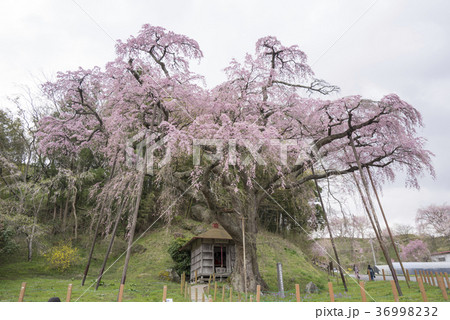 三春滝桜の娘といわれる紅枝垂地蔵ザクラ郡山市指定天然記念物樹齢400年 三春滝桜の娘といわれる紅枝垂地蔵ザクラ郡山市指定天然記念物樹齢400年 36998232
