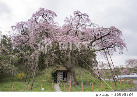 三春滝桜の娘といわれる紅枝垂地蔵ザクラ郡山市指定天然記念物樹齢400年 36998234