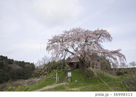 上石の不動ザクラ郡山市指定天然記念物樹齢350年,江戸時代幕末,お堂が寺子屋として使われた 上石の不動ザクラ郡山市指定天然記念物樹齢350年,江戸時代幕末,お堂が寺子屋として使われた 36998313