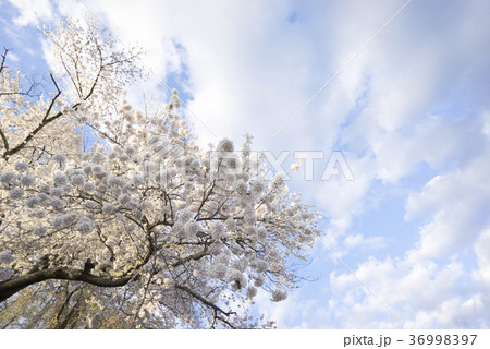 樹齢推定1000年超,日本三大桜に数えられ初めて国の天然記念物に指定された名木「三春滝桜」 36998397