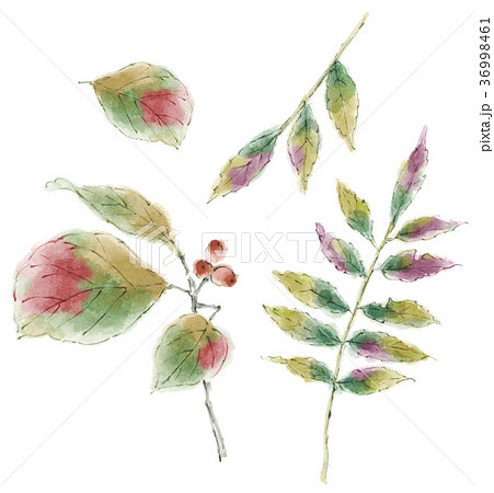 草花木ノ実のイラスト素材