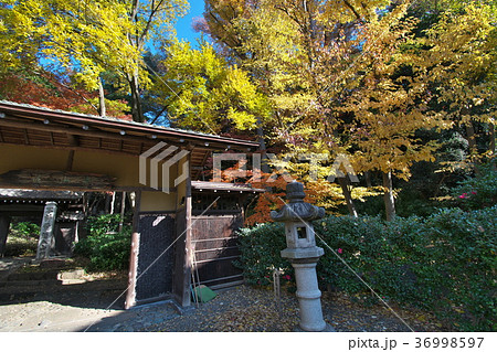 五島美術館の裏門　晩秋　紅葉 36998597