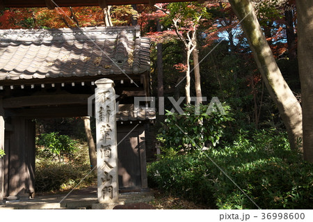 五島美術館の裏門　晩秋　紅葉 36998600