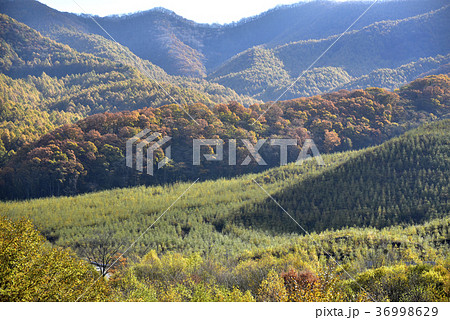 浅間高原 36998629